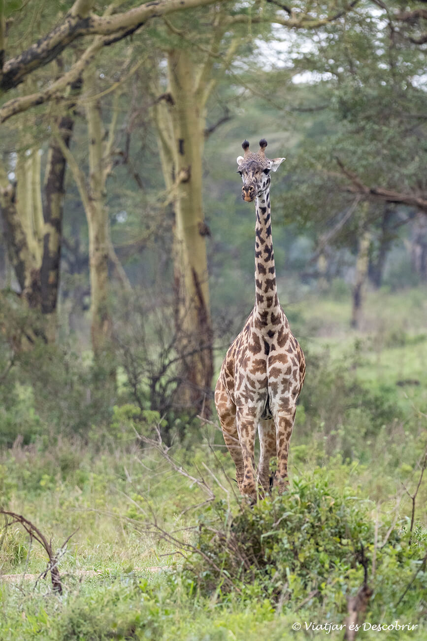 girafa per un petit bosc al Serengeti