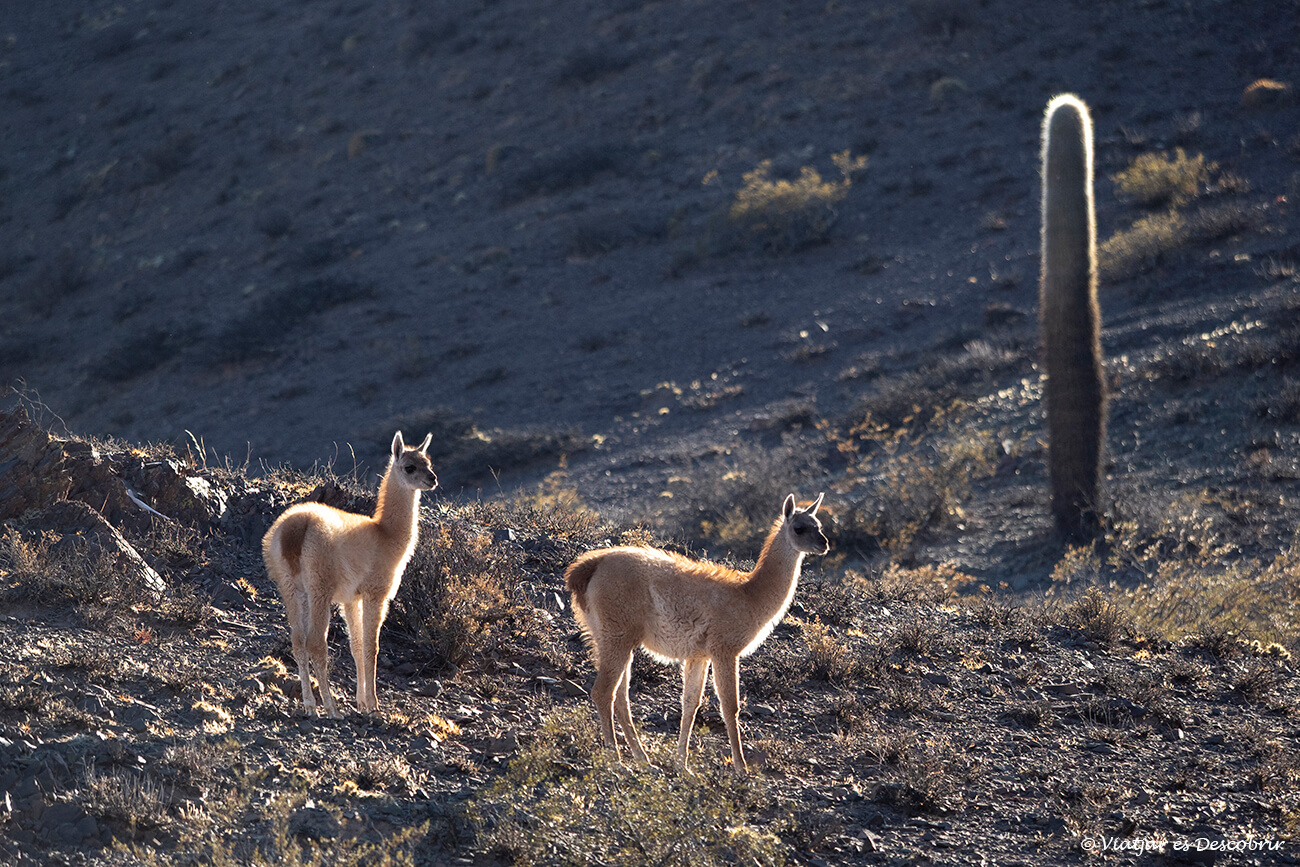 dos guanacs joves al Parc Nacional los Cardones