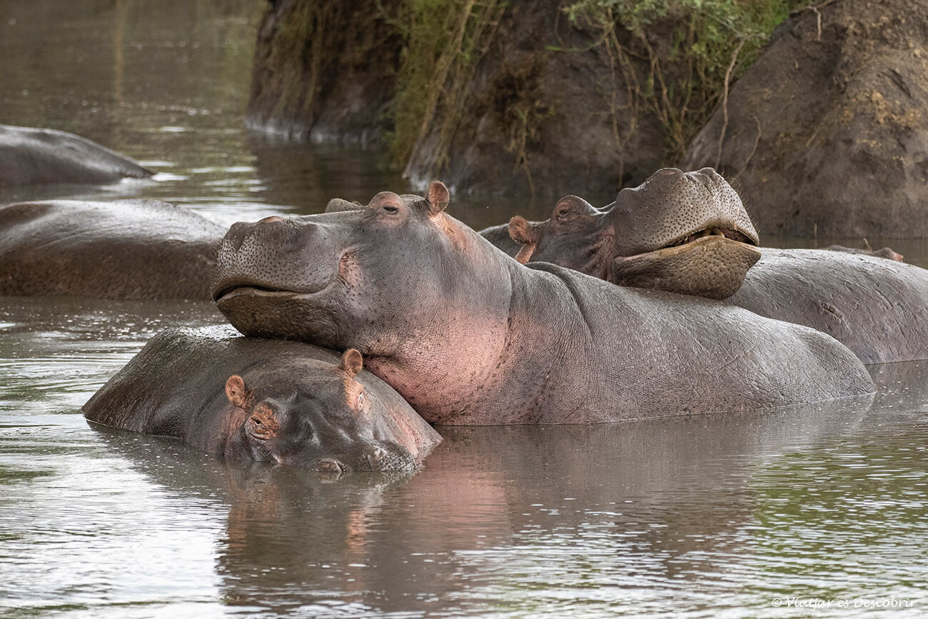 grup d'hipopòtams a una piscina natural al Serengeti