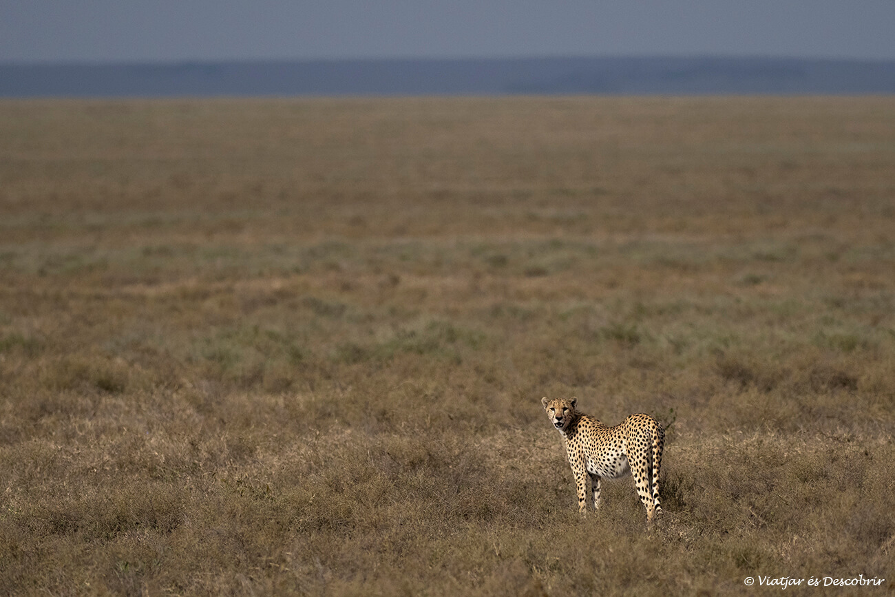 un guepard i les planícies del Serengeti al seu darrera