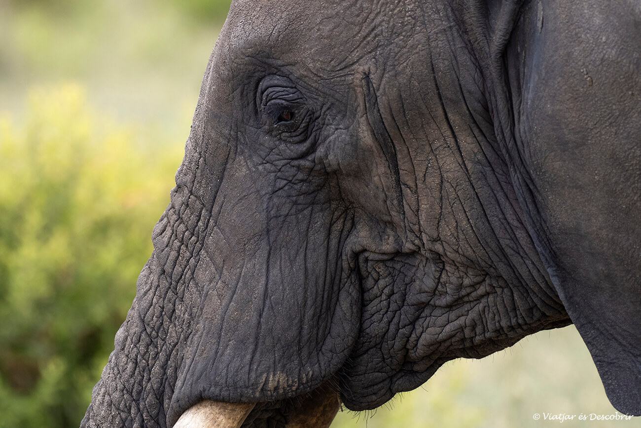 un elefant durant un inoblidable itinerari a Tanzània