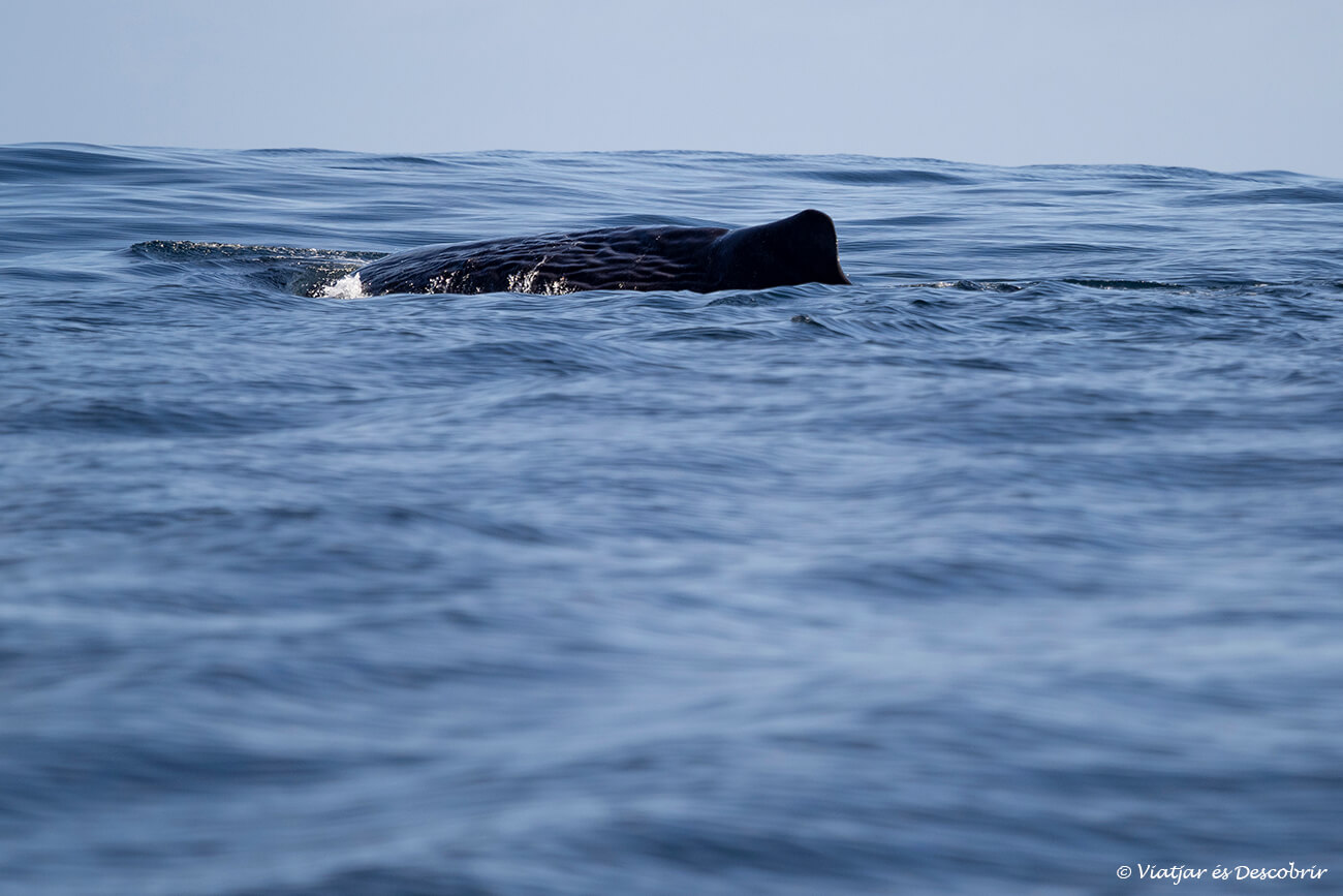 detalls de l'aleta dorsal d'un catxalot davant de la costa de Xile