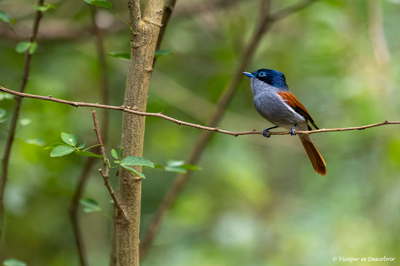 un dels ocells que es poden veure a la primera part de la pujada a Le Morne