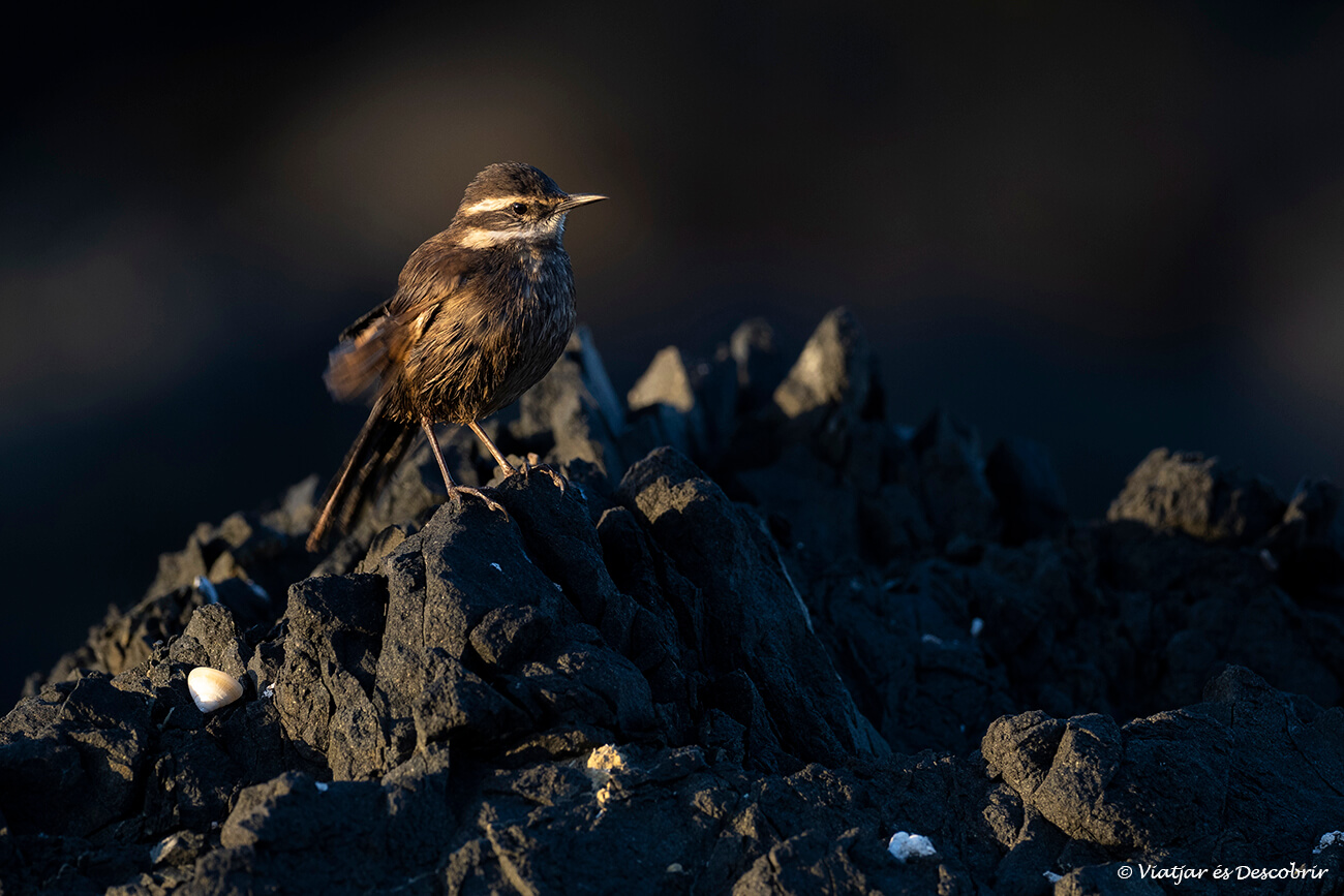 petit ocell fotografiat durant la posta de sol
