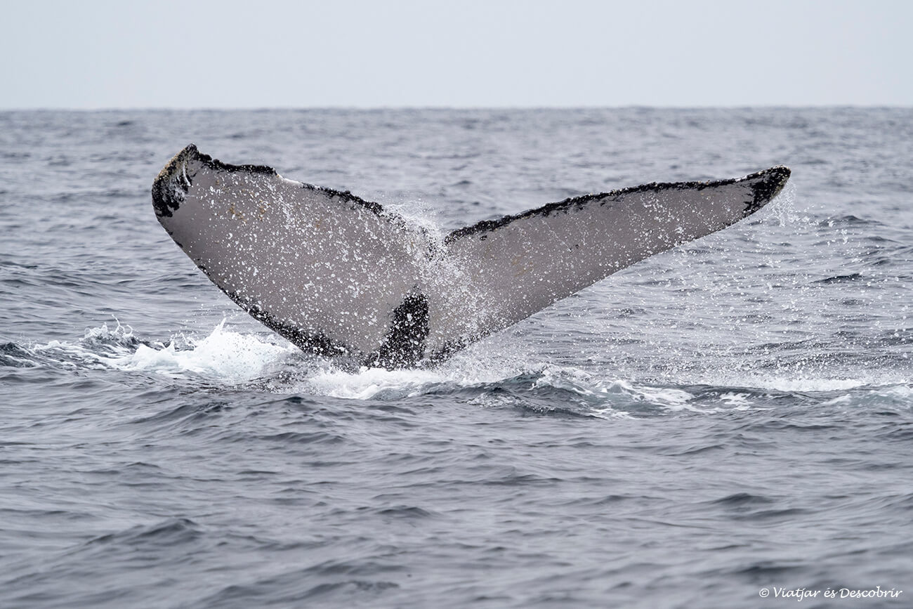 detalls de la cua d'una balena geperuda que és un dels símbols per identificar cada individu