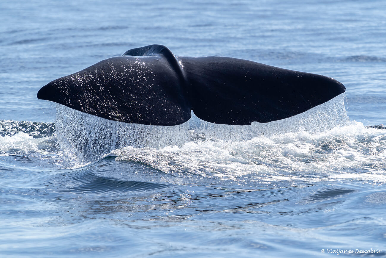 Actualment esteu veient On veure balenes a Xile: els 3 millors destins