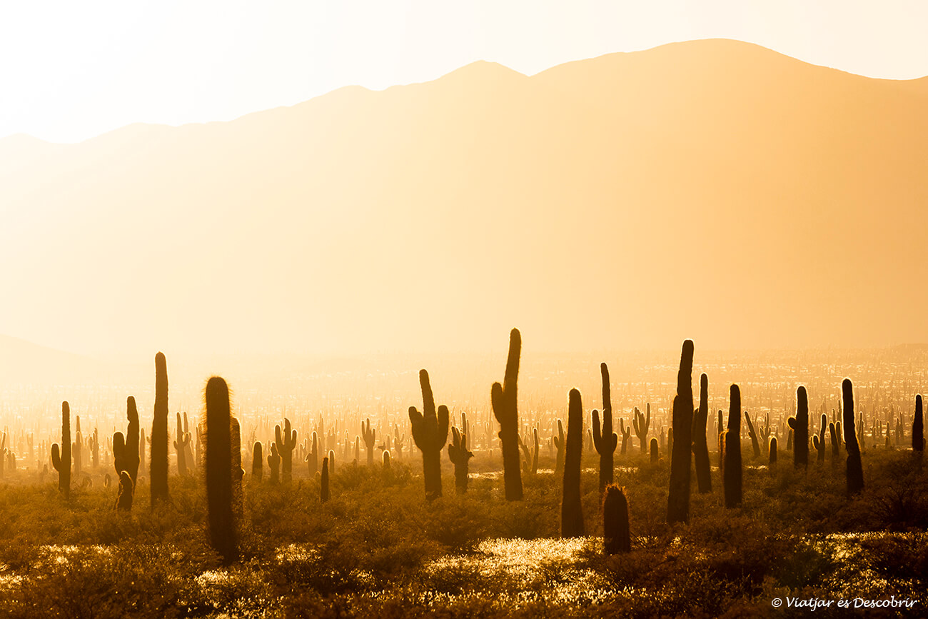 siluetes dels cactus cardons durant la sortida de sol a la província de Salta