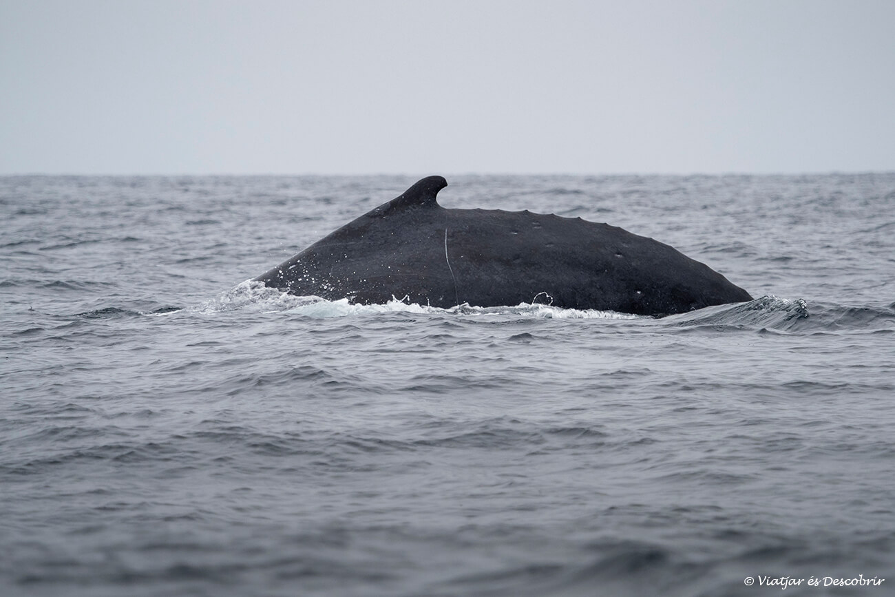 balenes geperuda a l'oceà Pacífic