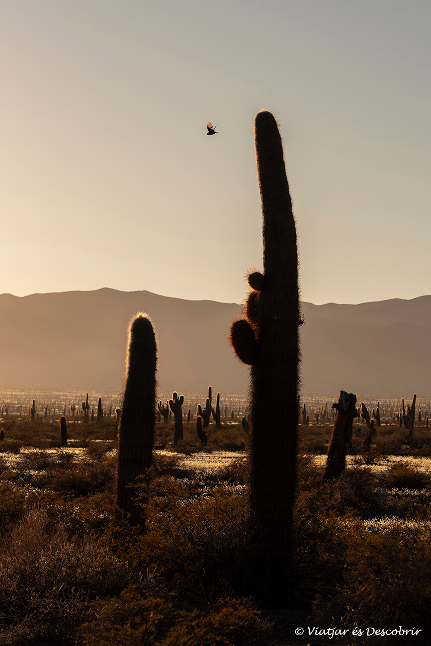 que fer a Salta i Jujuy en 7 dies: veure una posta de sol al Parc Nacional los Cardones és una de les experiències més màgiques