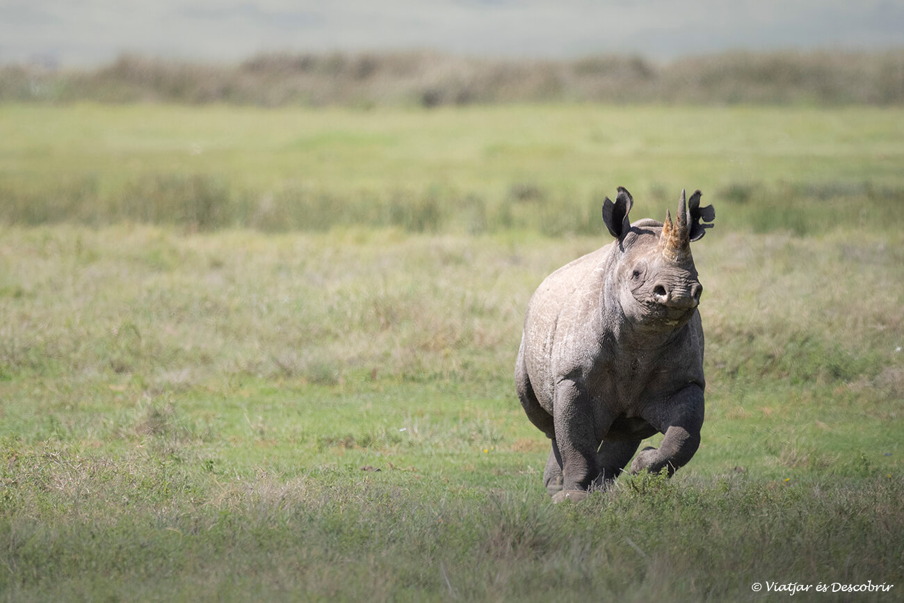 rinoceront negre a l'interior del cràter del Ngorongoro