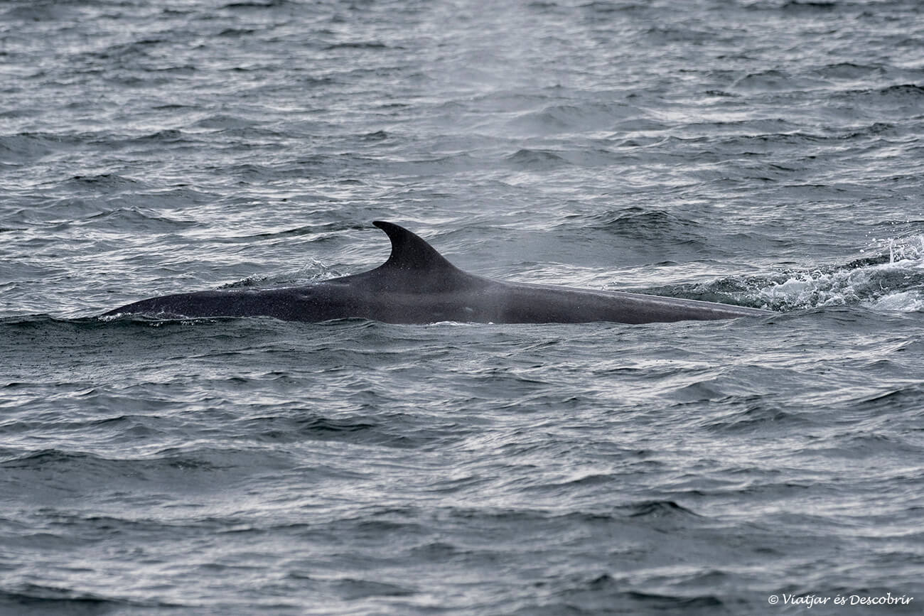 rorqual austral a l'Estret de Magallanes una de les altres balenes que es poden veure a Xile