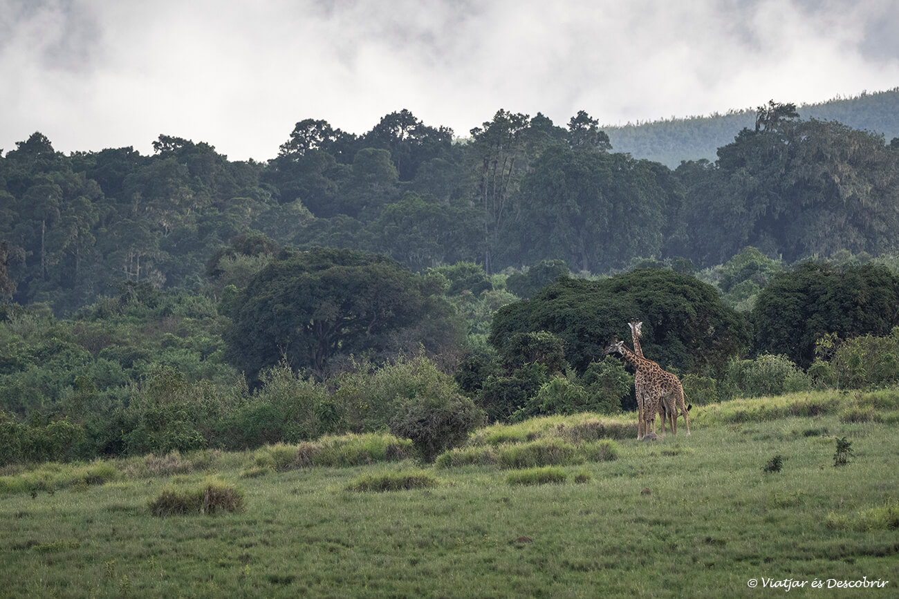 dues girafes a la part alta del cràter del Ngorongoro i que destaca per la seva vegetació i verdor