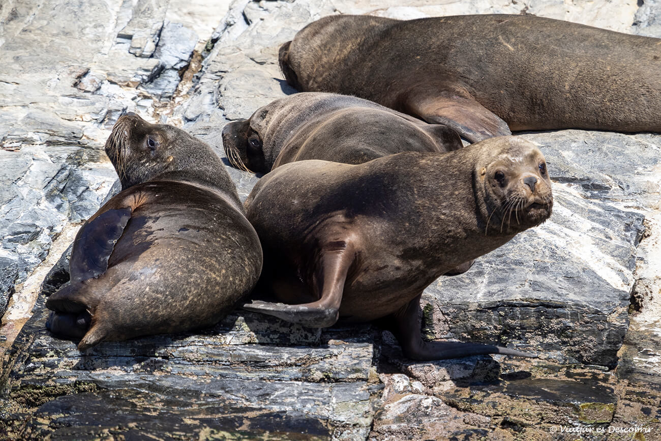 als llocs on veure balenes a Xile també es poden veure alters espècies marines com aquests lleons marins