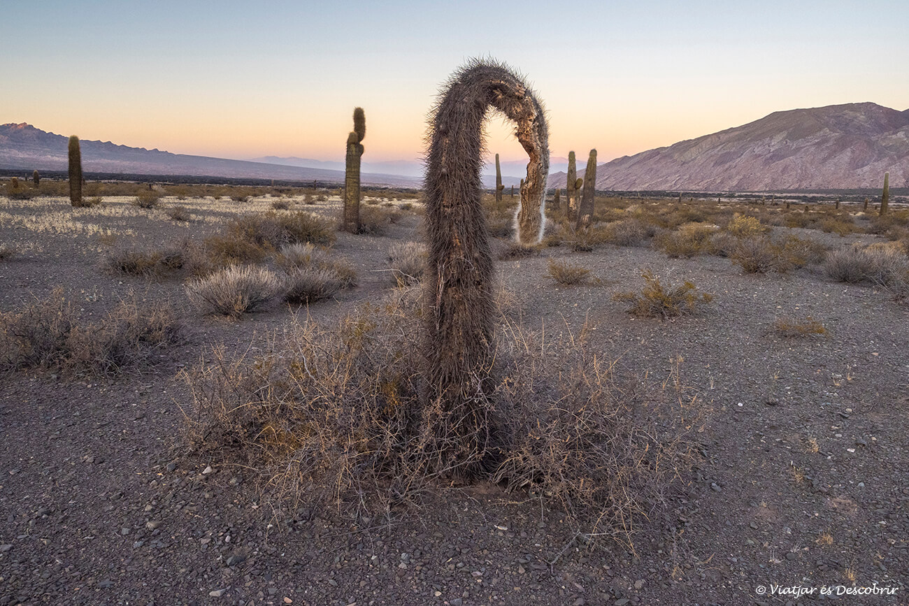 sortida de sol entre cardons després d'una nit al càmping del Parc Nacional los Cardones
