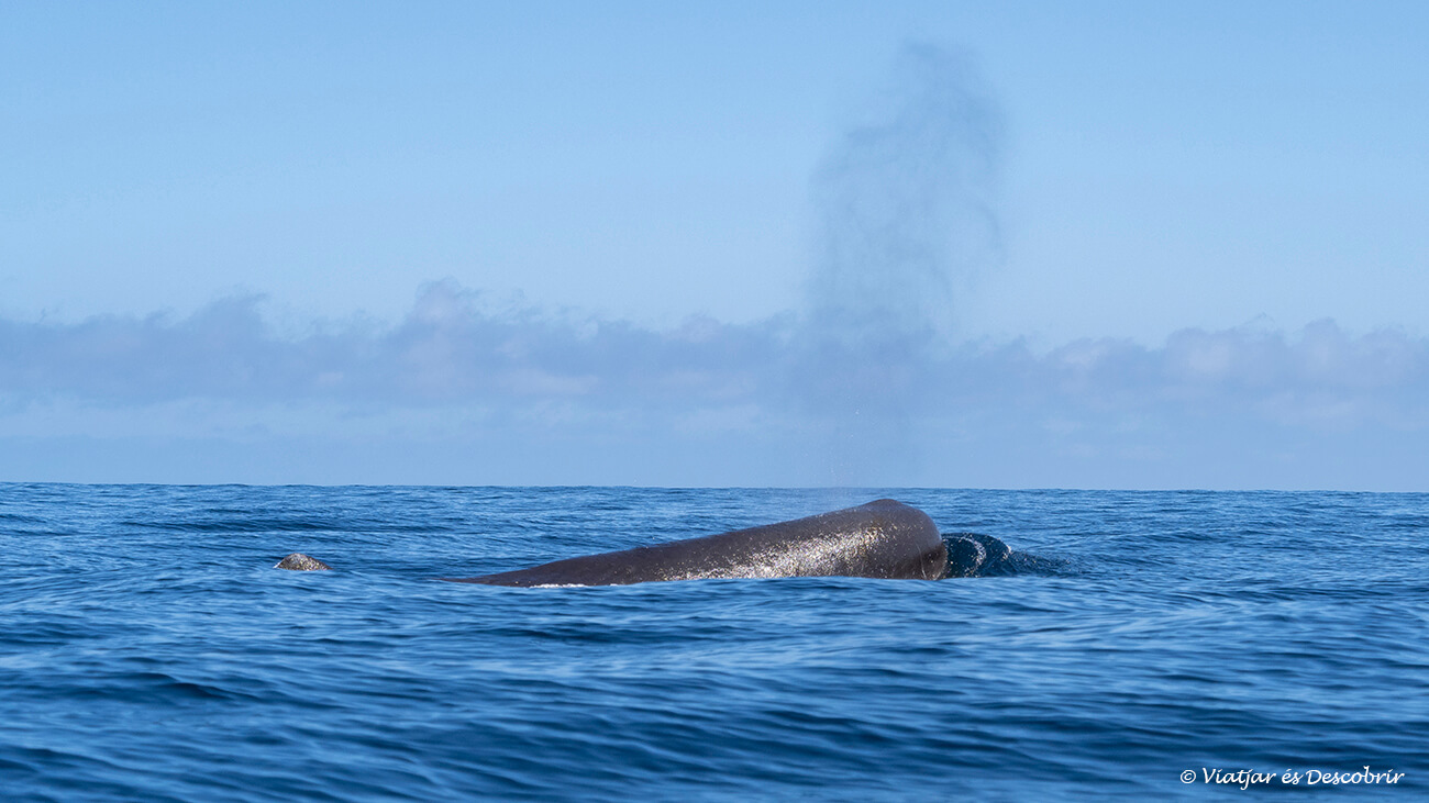 un catxalot a la costa de Xile durant una sortida per veure balenes