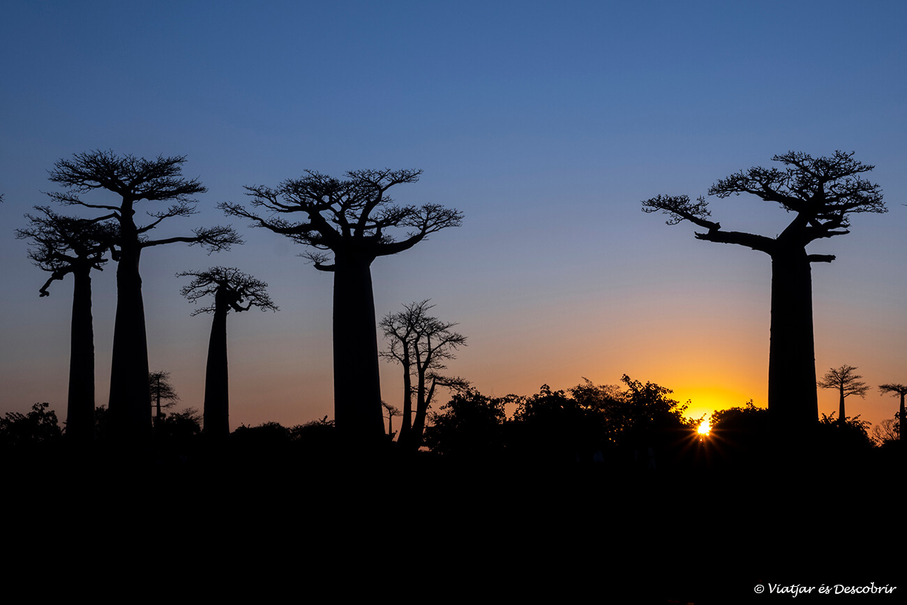 siluetes dels baobabs durant la posta de sol