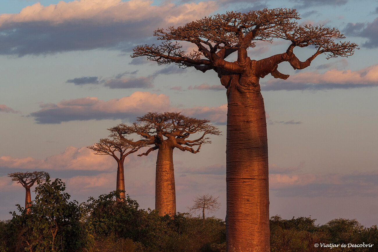 Actualment esteu veient L’Avinguda dels baobabs (Madagascar): Guia per visitar-la