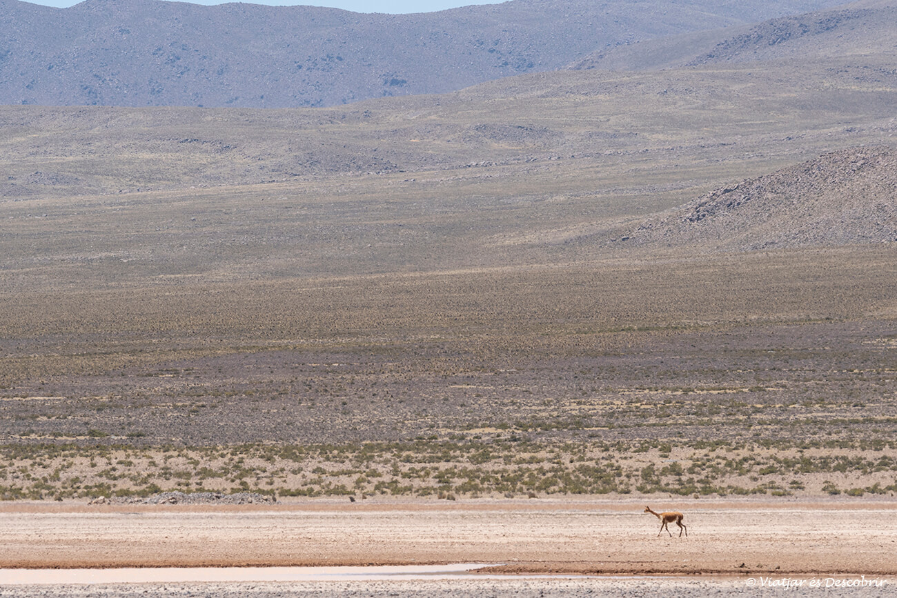 paisatge i fauna de la Reserva Nacional de Salinas y Agua Blanca