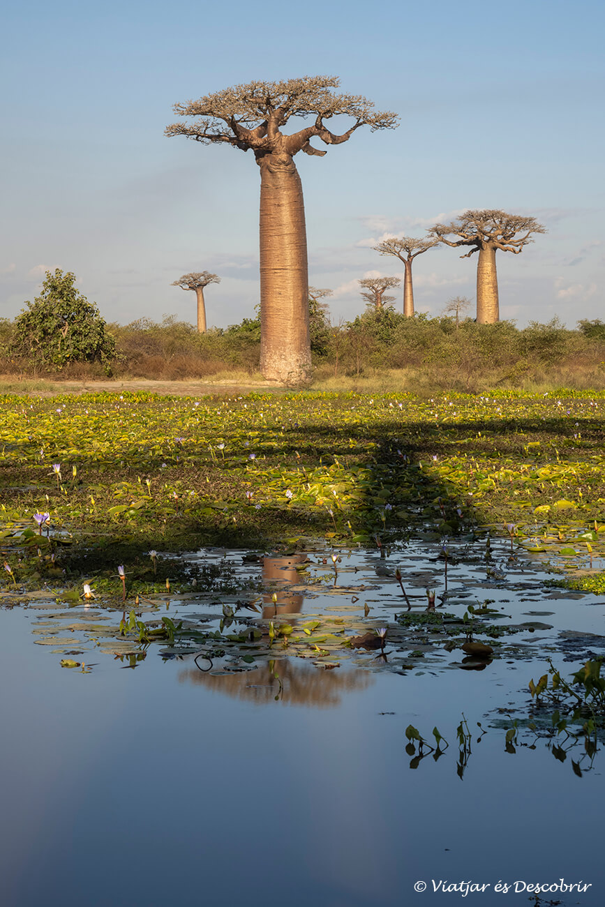 imatge vertical de l'avinguda dels baobabs de Madagascar amb alguns dels arbres reflectis a una bassa