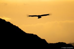 Més informació sobre l'article El Canyó del Colca, el millor lloc on veure còndors al Perú