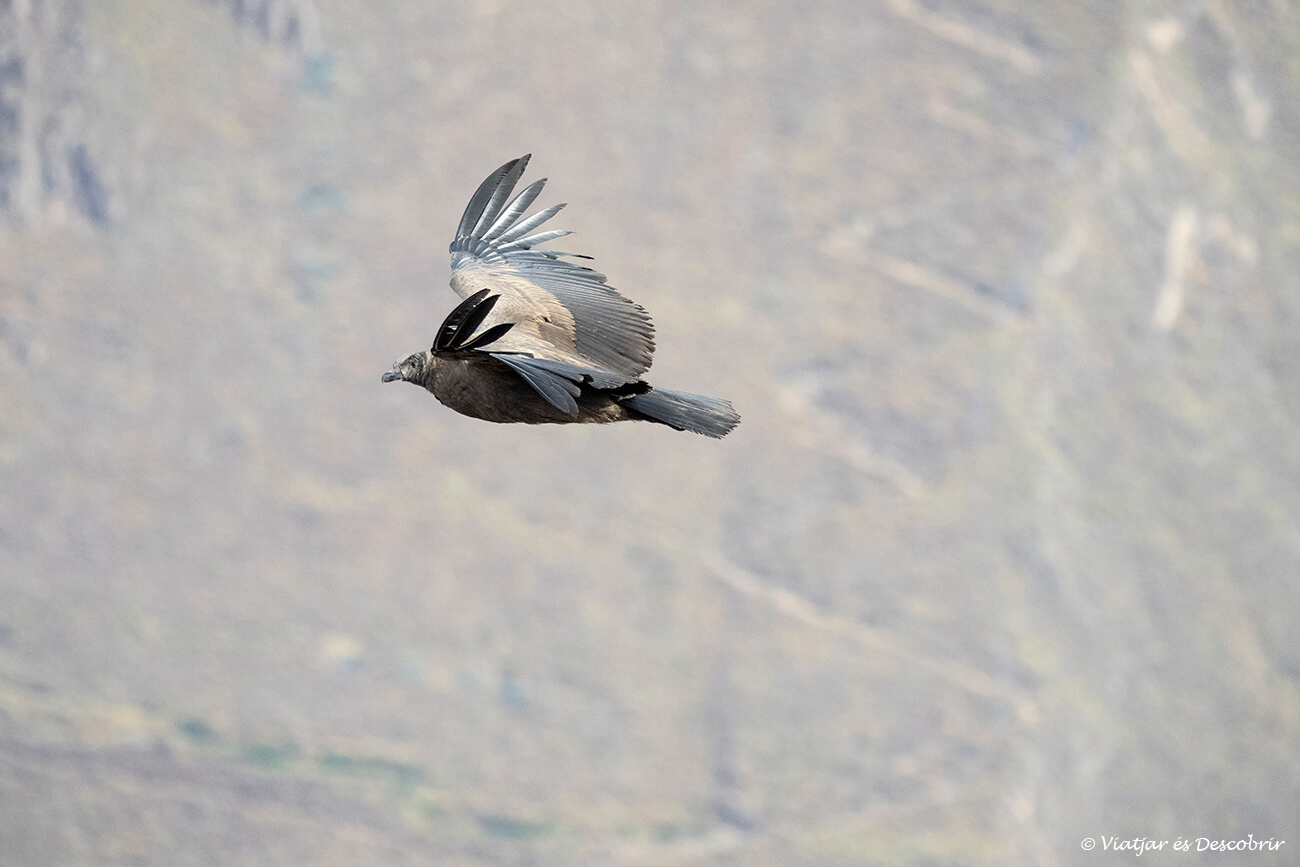 un còndor volant a prop d'un mirador al canyó del colca