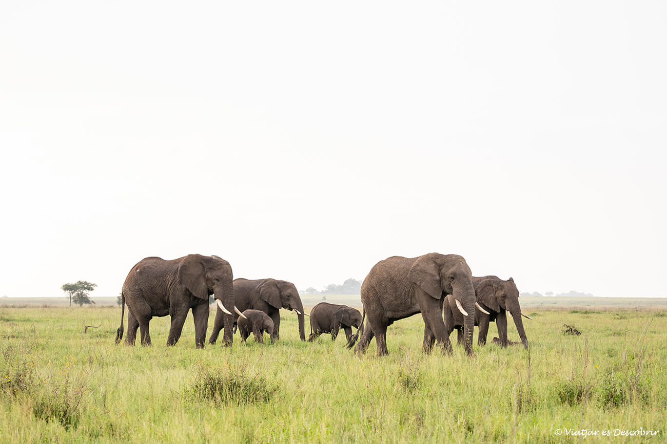 grup d'elefants per la sabana del Serengeti