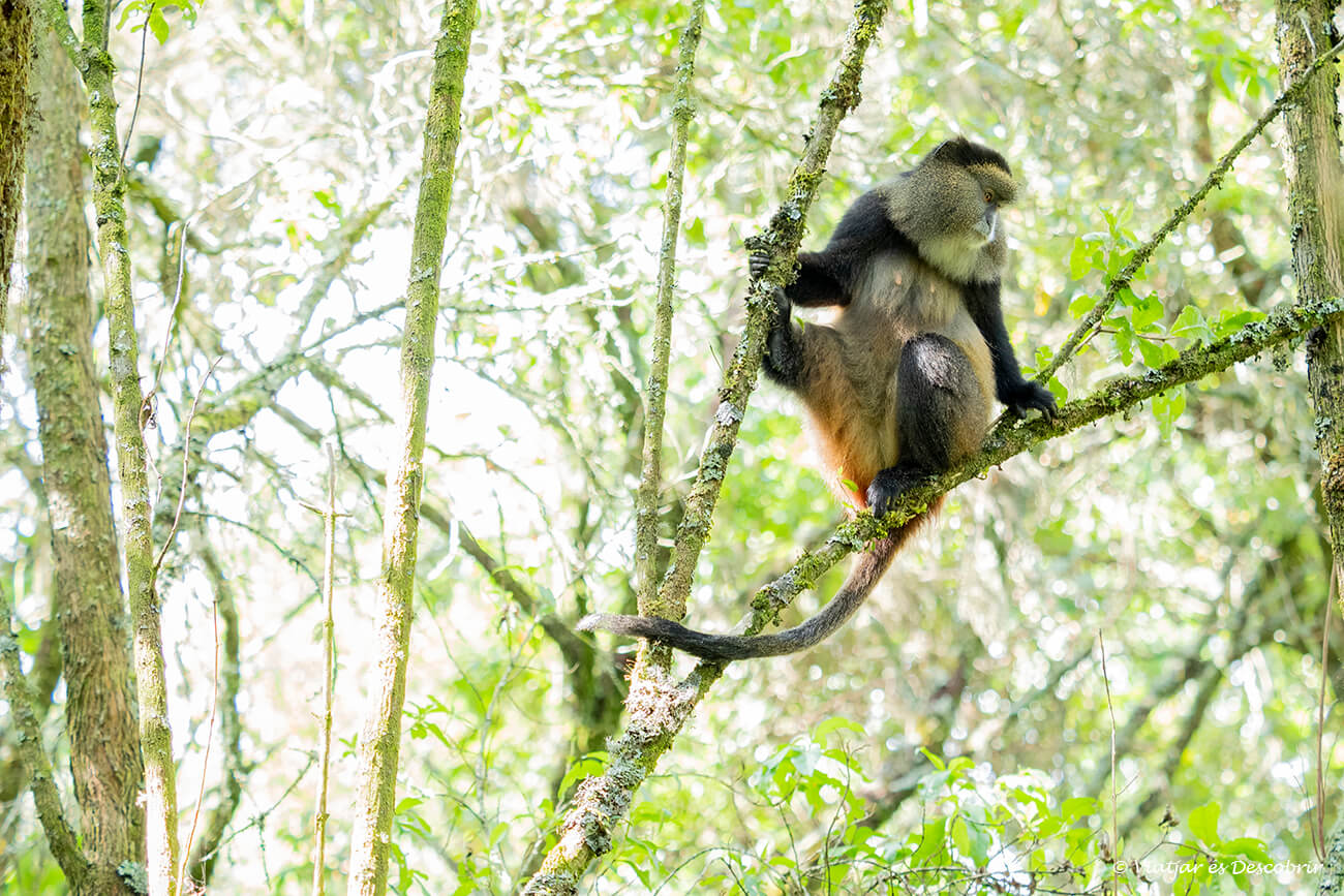 Durant els trekkings per veure primats a Uganda, poden haver-hi perills com topar-se amb un elefant o un búfal, però per això els rangers estan formats i tenen tots els coneixements per reaccionar amb seguretat.