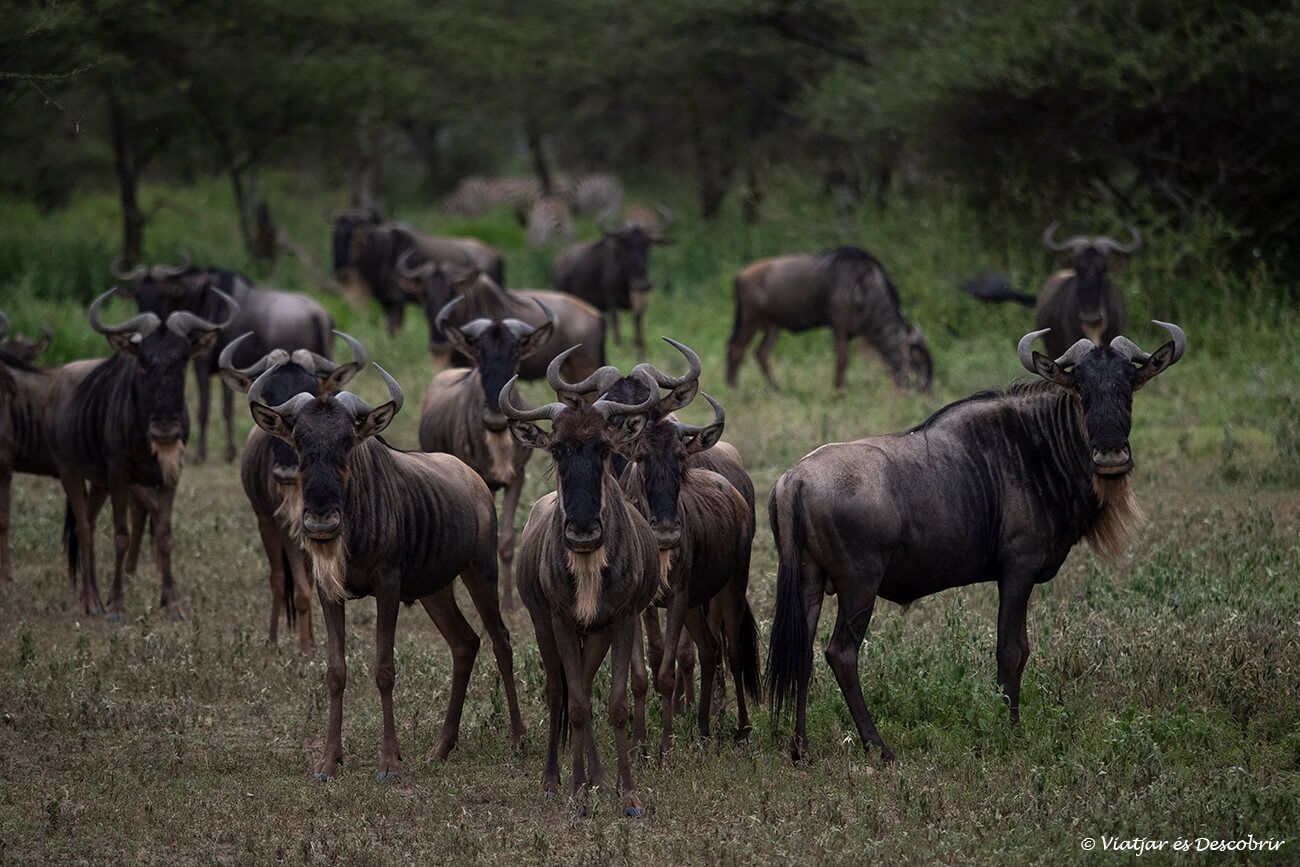 és inoblidable poder veure la gran migració de nyus durant un safari a Tanzània en 7 dies