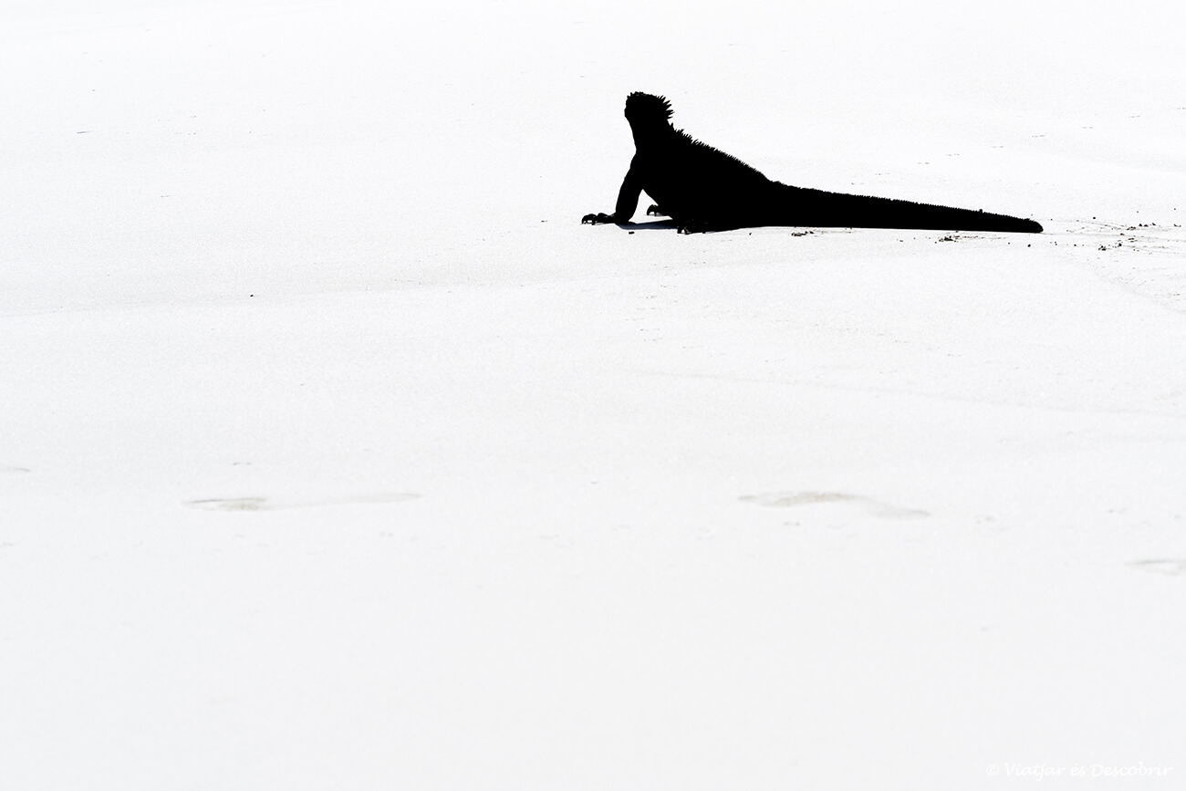 foto amb contrast d'una iguana marina a les galapagoss