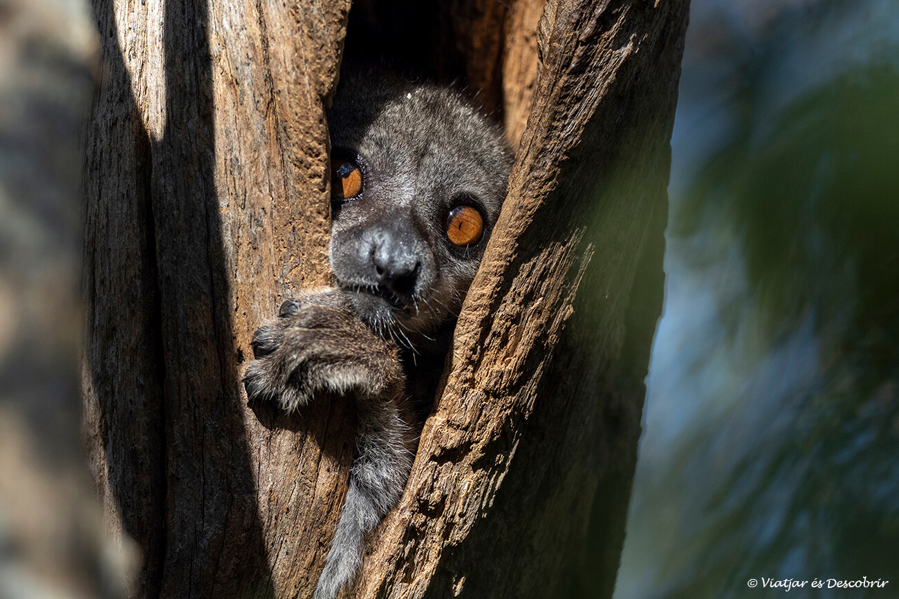 lemur amagat dins d'un arbre a Madagascar