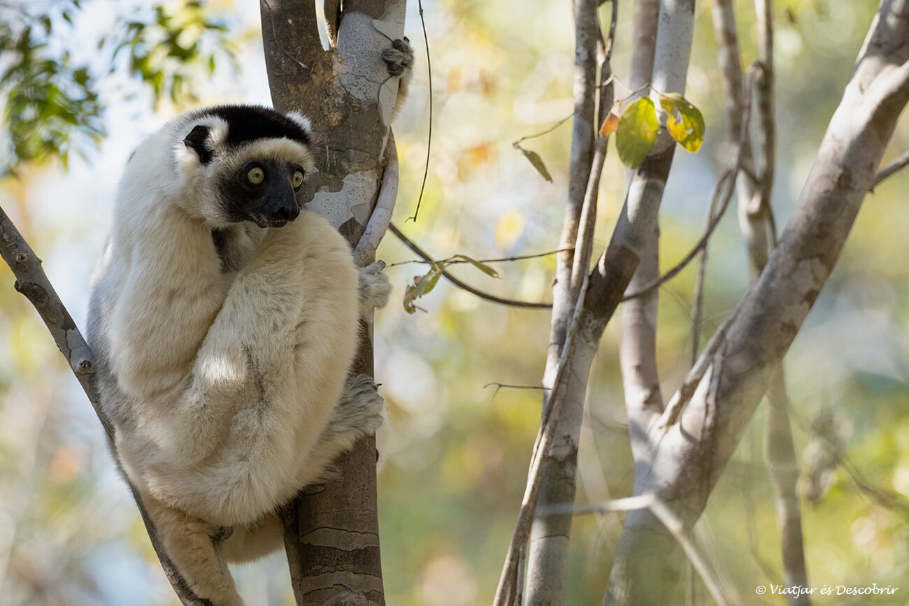 lemur al Bosc de Kirindy
