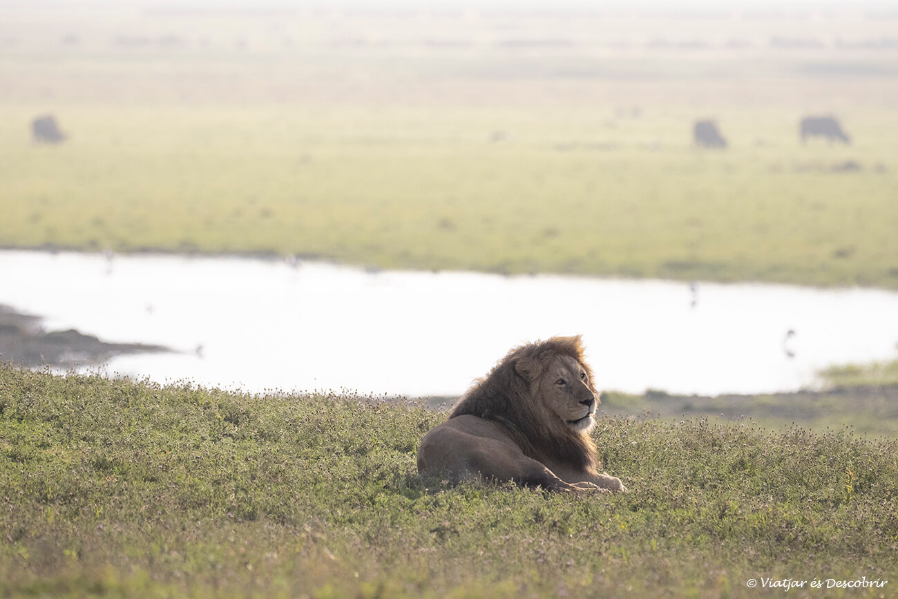 lleó durant una albada tranquila al cràter del Ngorongoro a l'últim dia del viatge a Tanzània en 7 dies