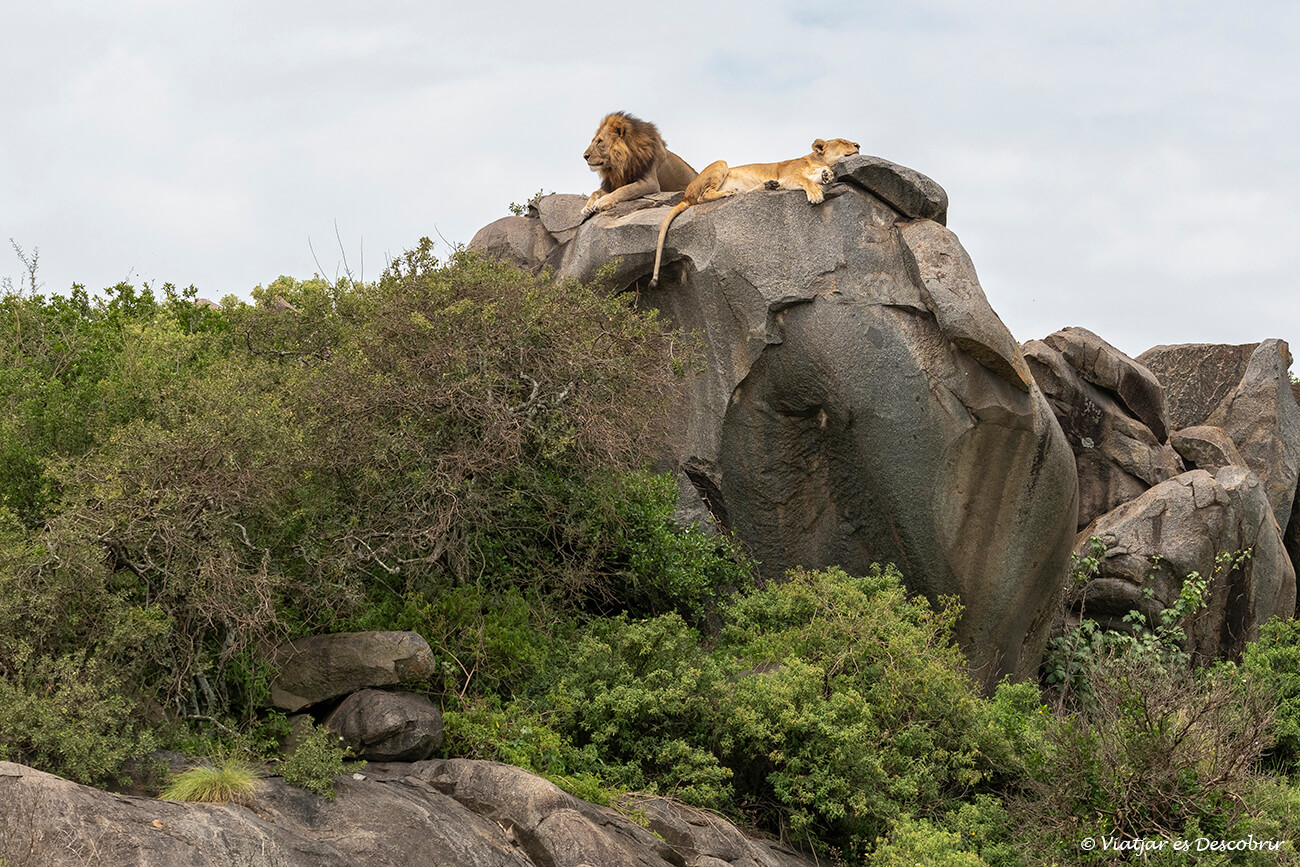 un lleó mascle i una femella a dalt d'un kopje del Serengeti en un dels moments més esperats del safari a Tanzània en 7 dies
