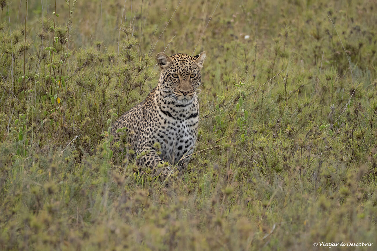 lleopard camuflat entre la vegetació del centre del Serengeti