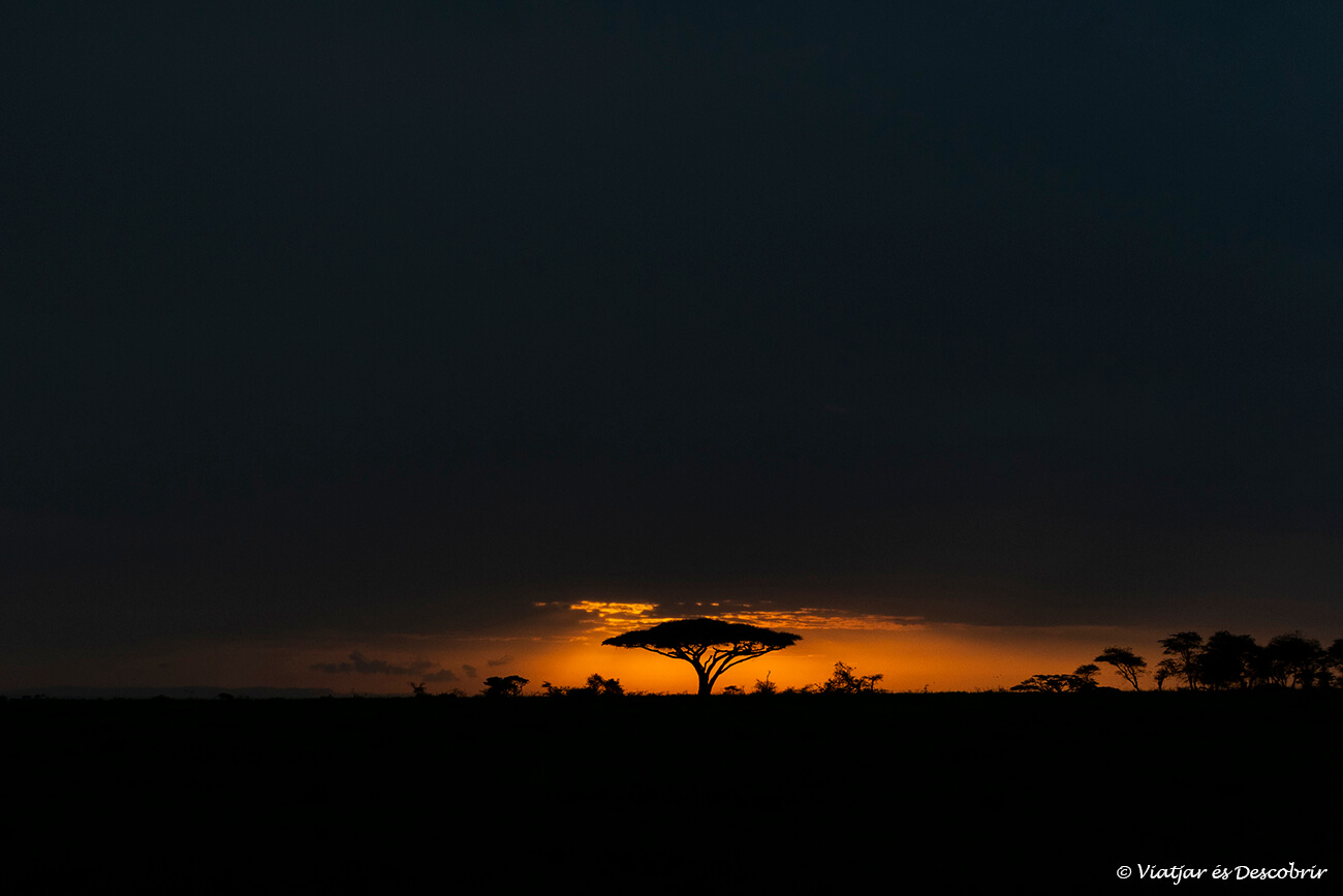 la silueta d'una acacia a l'interior del Serengeti fotografiada durant l'albada que és un dels millors moments per fer un safari i veure felins