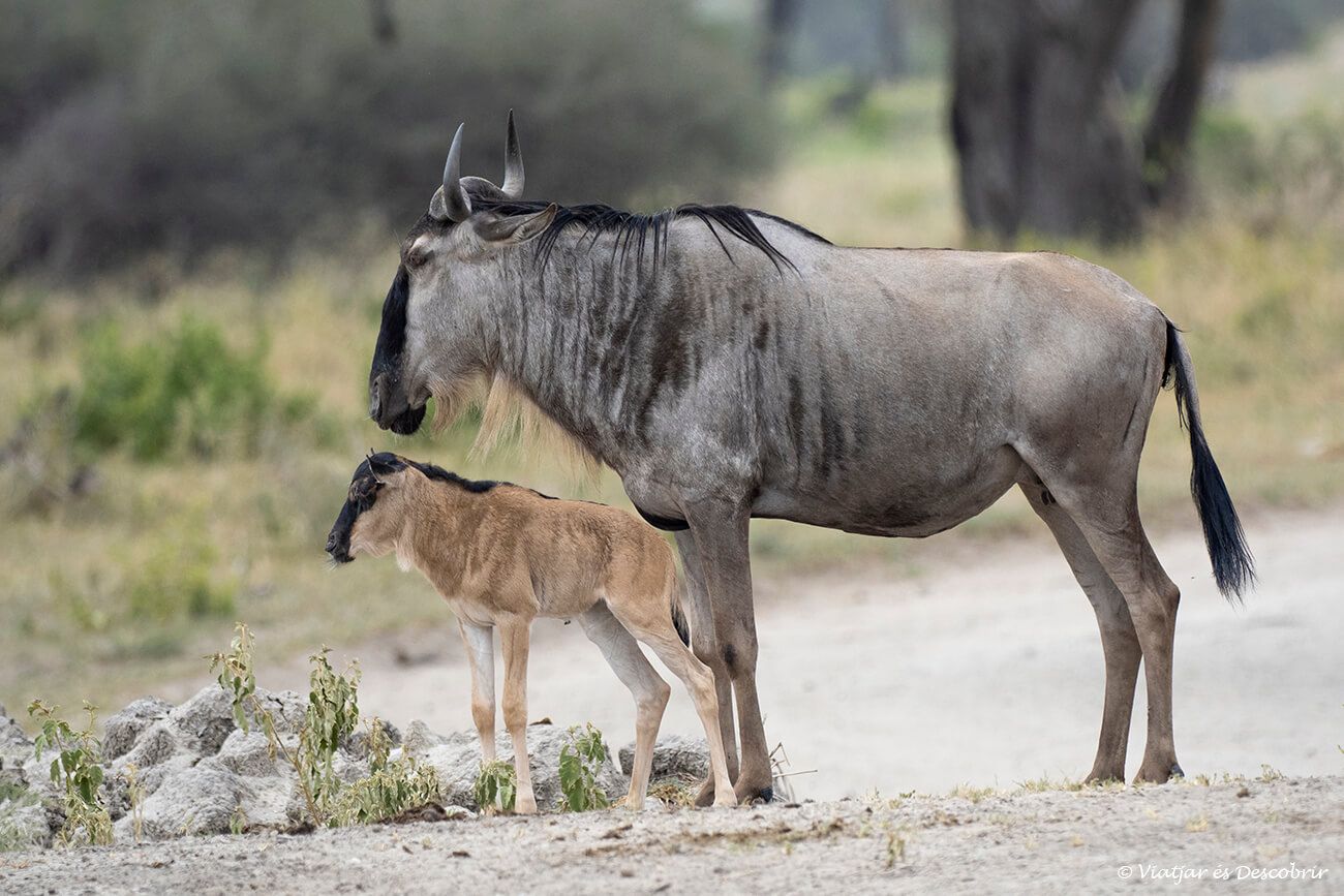 un nyu i la seva petita cria de color marronós a l'interior del parc nacional tarangire durant un safari a Tanzània en 7 dies