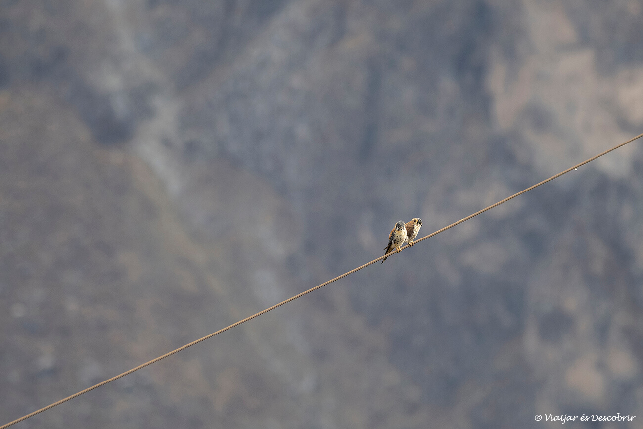 dos falcons xoriguers a un cable al canyo del colca