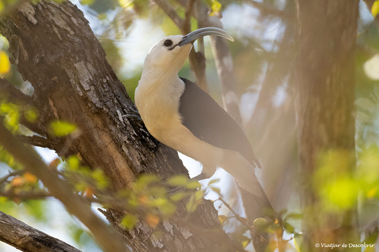 ocell a la reserva de Kirindy una zona de fauna molt interessant a prop de l'Avinguda dels Baobabs