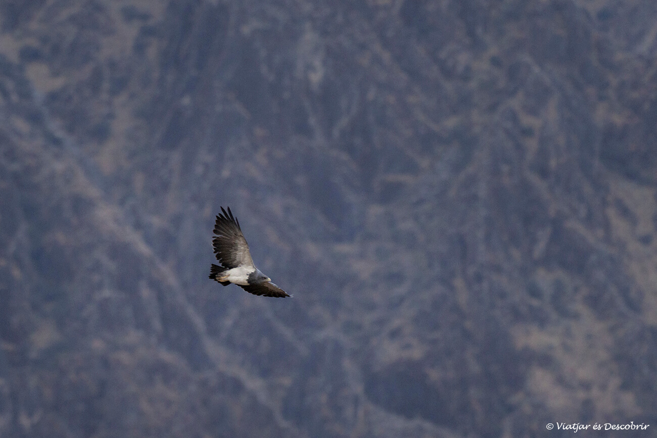 àguila des d'un dels miradors del canyó del colca per lliure