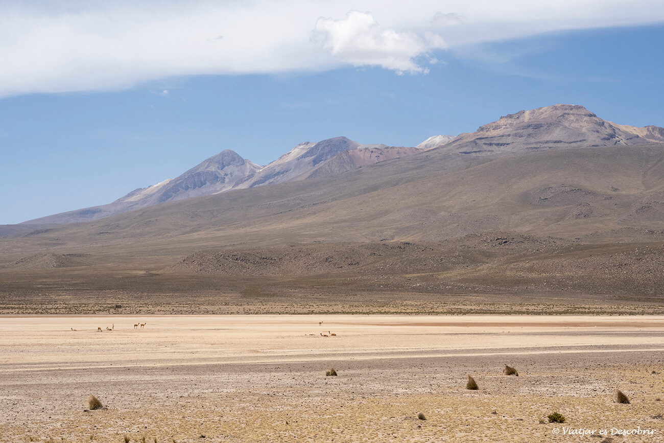 Reserva Nacional de Salinas y Agua Blanca durant el meu recorregut amb transport turístic per arribar al canyó del Colca des d'Arequipa