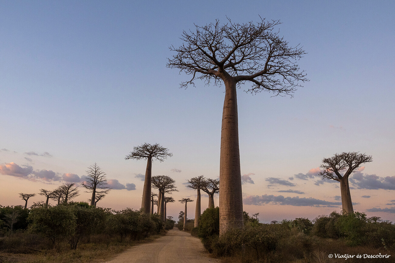 el camí que recorrer l'avinguda dels baobabs durant amb una llum posterior a la posta de sol i un moment màgic del viatge a Madagascar