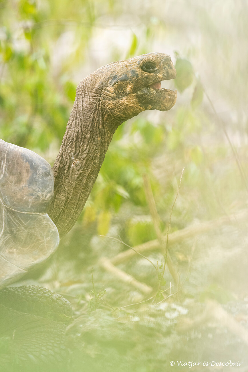 els desplaçaments també formen una part del pressupost per viatjar a les Galápagos
