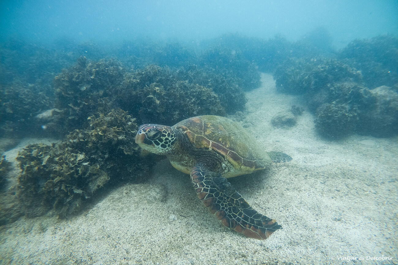 tortuga marina a les galápagos que es poden a llocs d'accés gratuit i que no augmenten el cost del viatge a les Galápagos