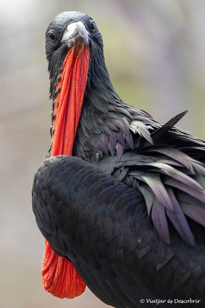 les activitats que permeten veure ocells com els de la foto són un component molt important del pressupost d'un viatge a les Galápagos