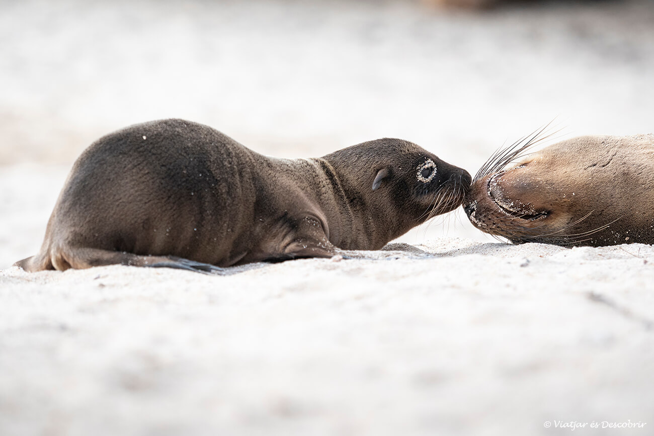 Actualment esteu veient Pressupost d’un viatge a les Galàpagos: quant costa?