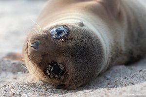 Més informació sobre l'article Setmana 77 (Quinuituq): Una posta de sol a la Playa Mann