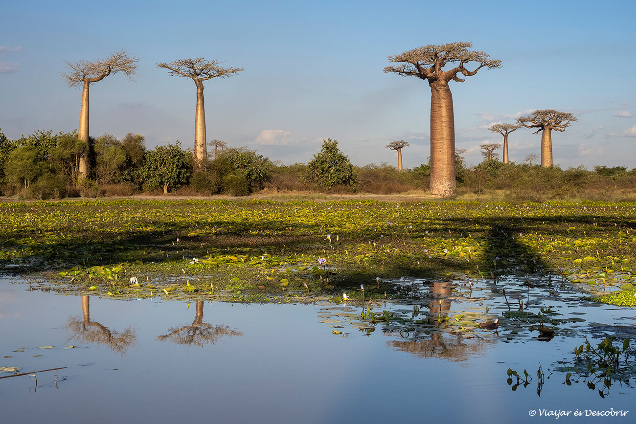 avinguda dels baobabs fotografiada des del costat d'una bassa amb els arbres réflectifs