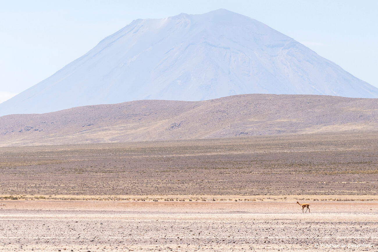 una vicunya i un volcà al fons durant el recorregut des d'Arequipa fins a Chivay