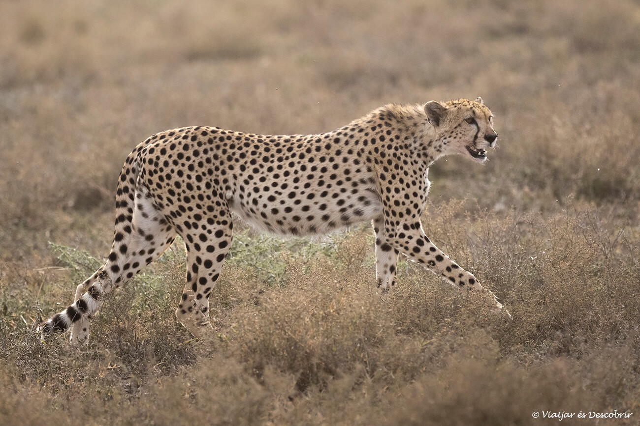 Actualment esteu veient Tanzània en 7 dies: La millor ruta de safari pel país
