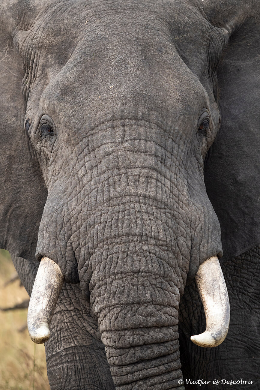 fer un safari és segur pero els elefants poden ser perilloses si no es sap com comportar-se o no es manté una distancia de seguretat